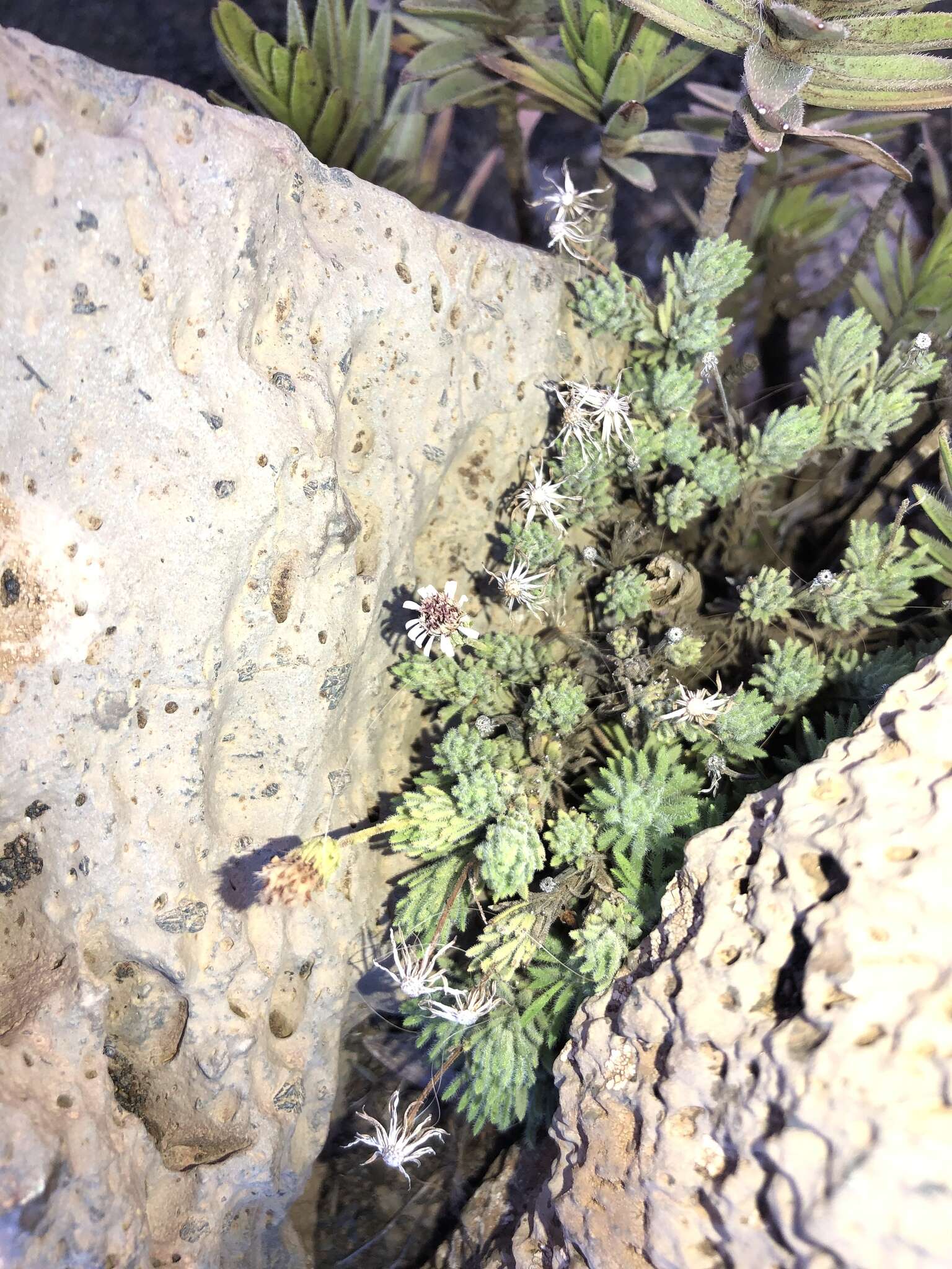 Plancia ëd Tetramolopium humile subsp. haleakalae T. K. Lowrey