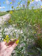 Image of Brassica elongata subsp. integrifolia (Boiss.) Breistr.