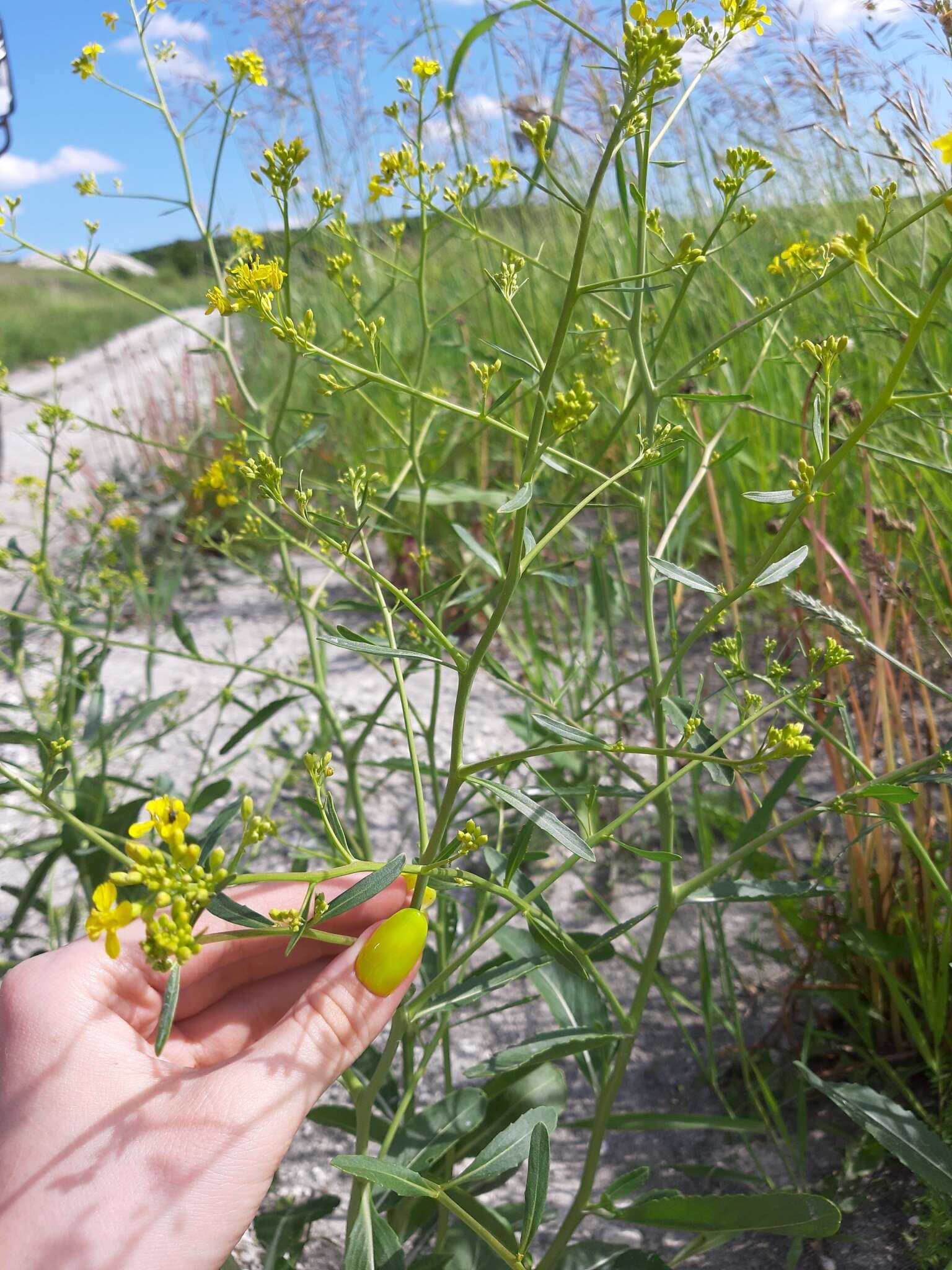 Image of Brassica elongata subsp. integrifolia (Boiss.) Breistr.