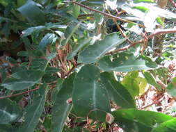 Image of Begonia angularis Raddi