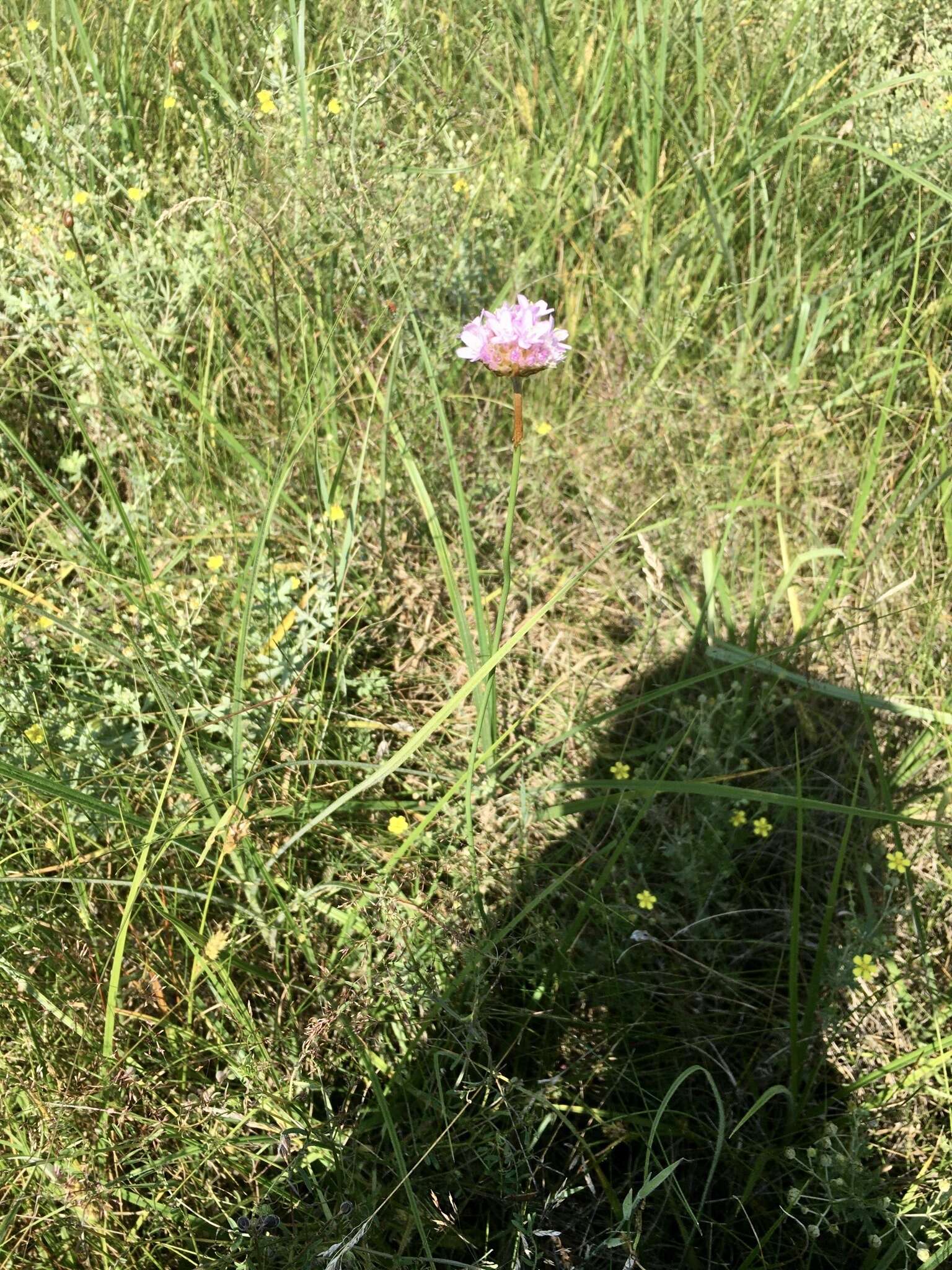 Imagem de Armeria maritima subsp. elongata (Hoffm.) Bonnier