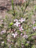 Image de Cyanothamnus anemonifolius subsp. aurifodinus