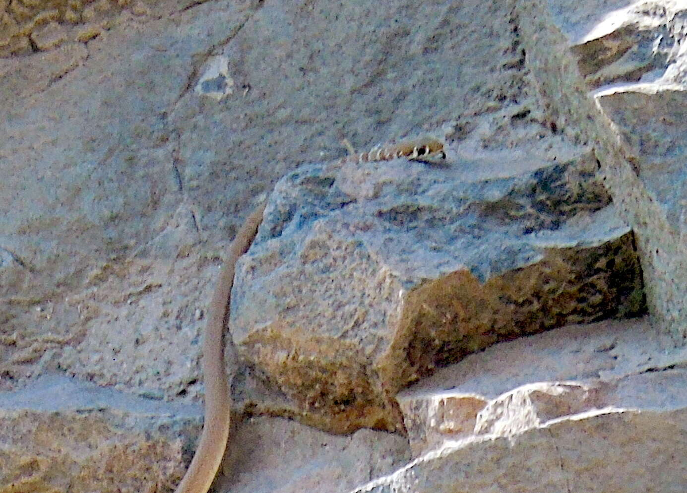 Image of Dahl's Whip Snake