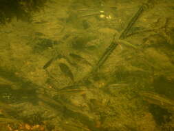 Image of Iberian gudgeon