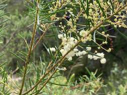 Imagem de Acacia linifolia (Vent.) Willd.