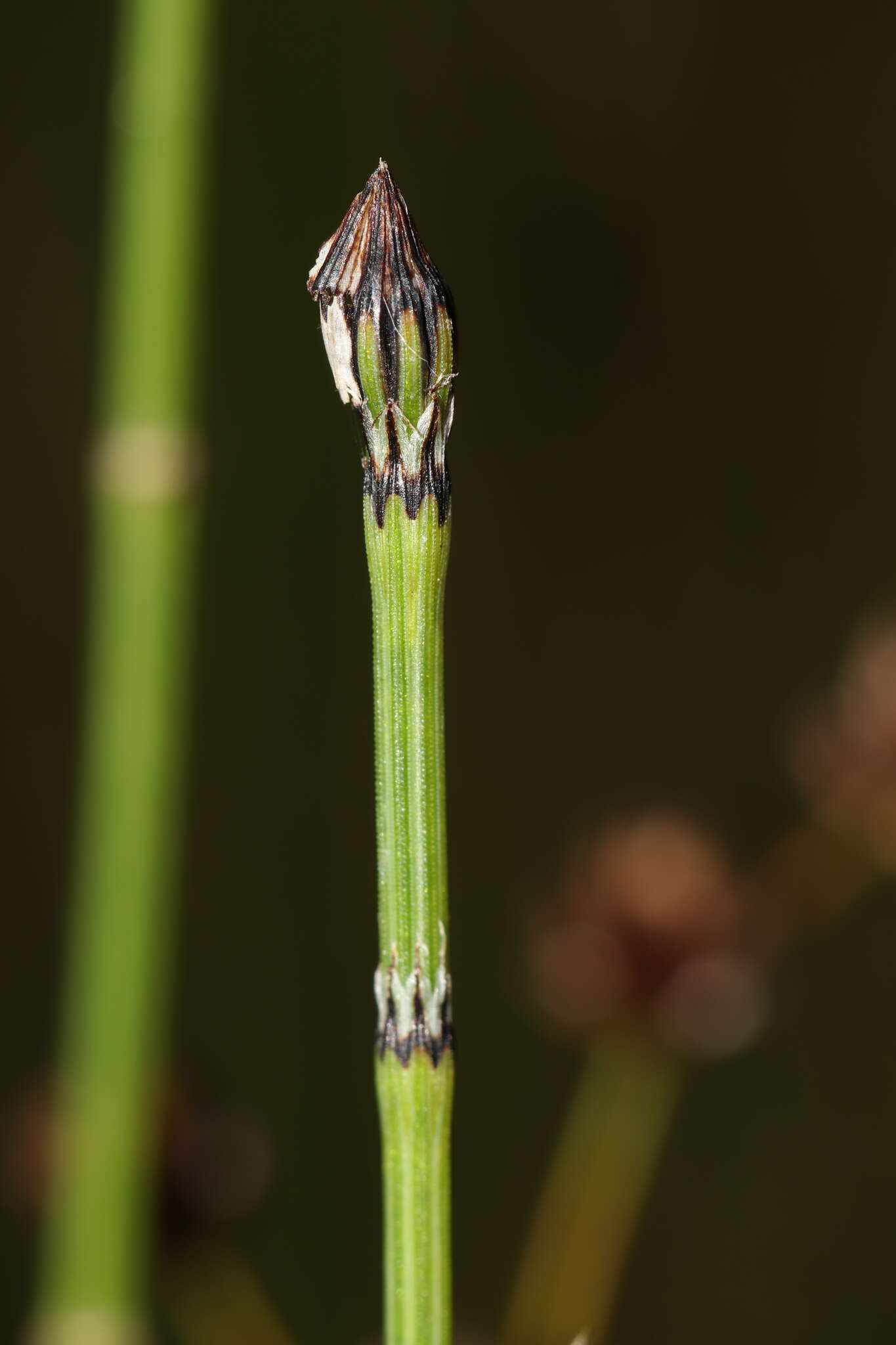 Image of variegated scouringrush