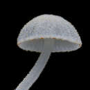 Imagem de Mycena subcyanocephala