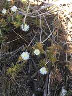 Image of Delosperma inconspicuum L. Bol.