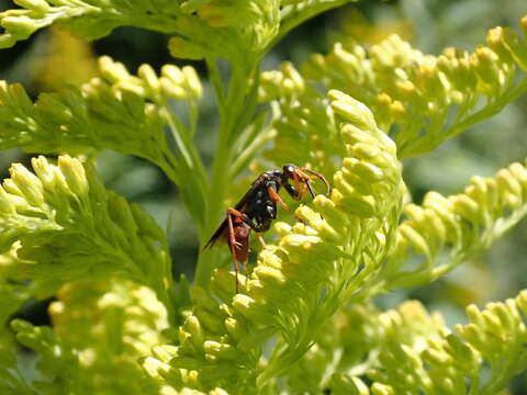 Image of Tachypompilus ferrugineus nigrescens