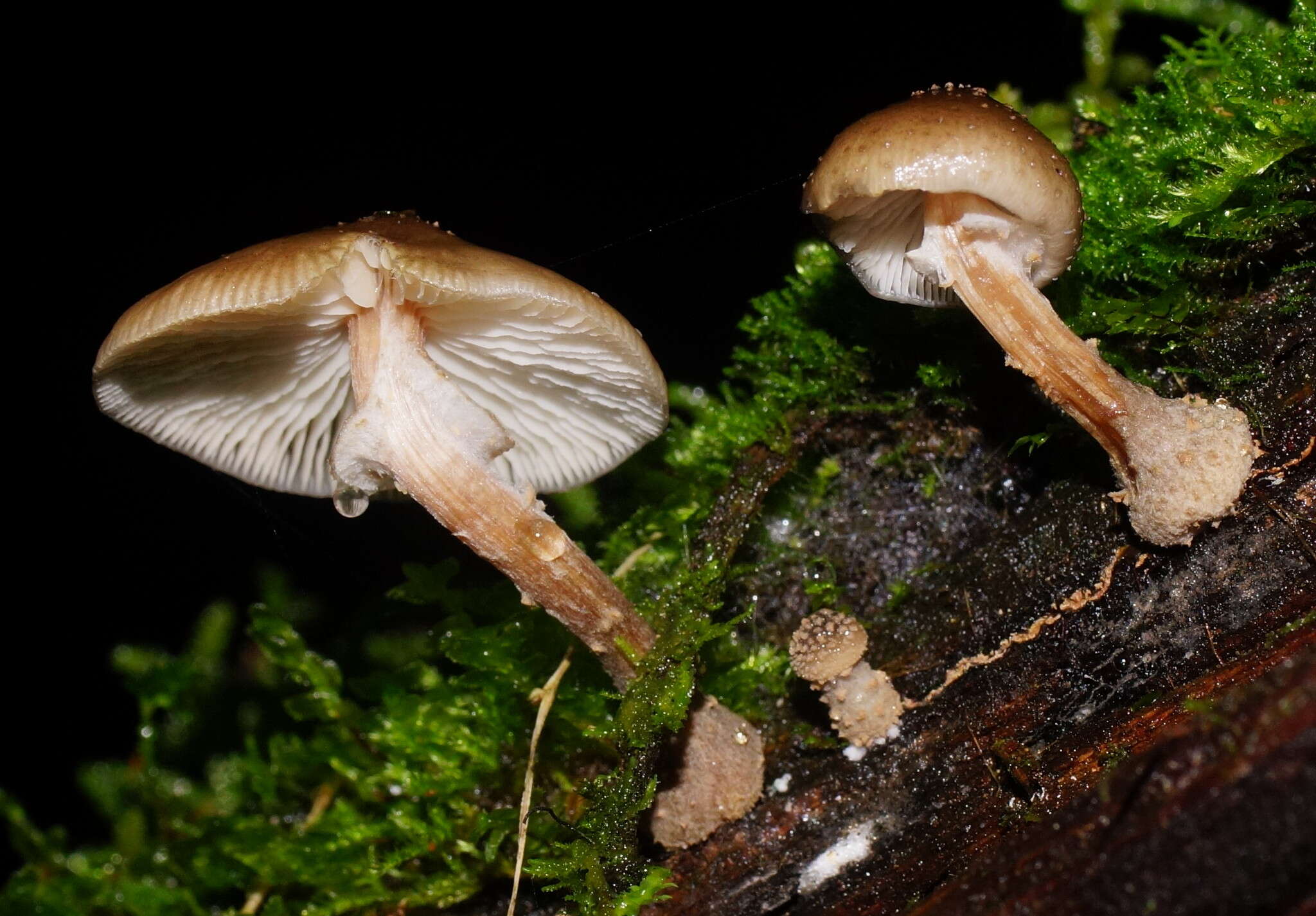 Image de Armillaria hinnulea Kile & Watling 1983