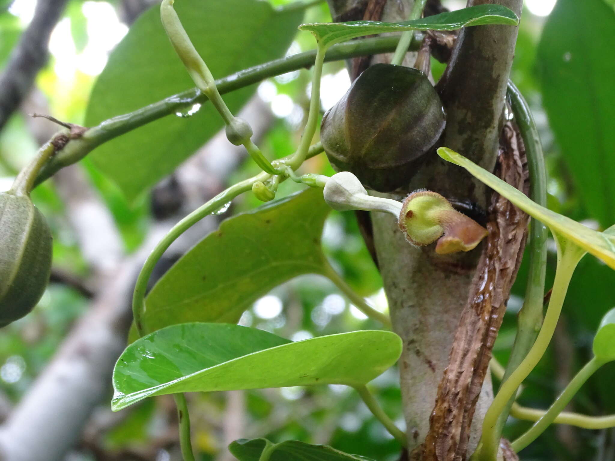 صورة Aristolochia zollingeriana Miq.