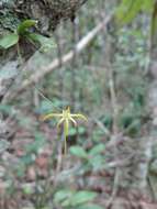 Imagem de Angraecum rhynchoglossum Schltr.