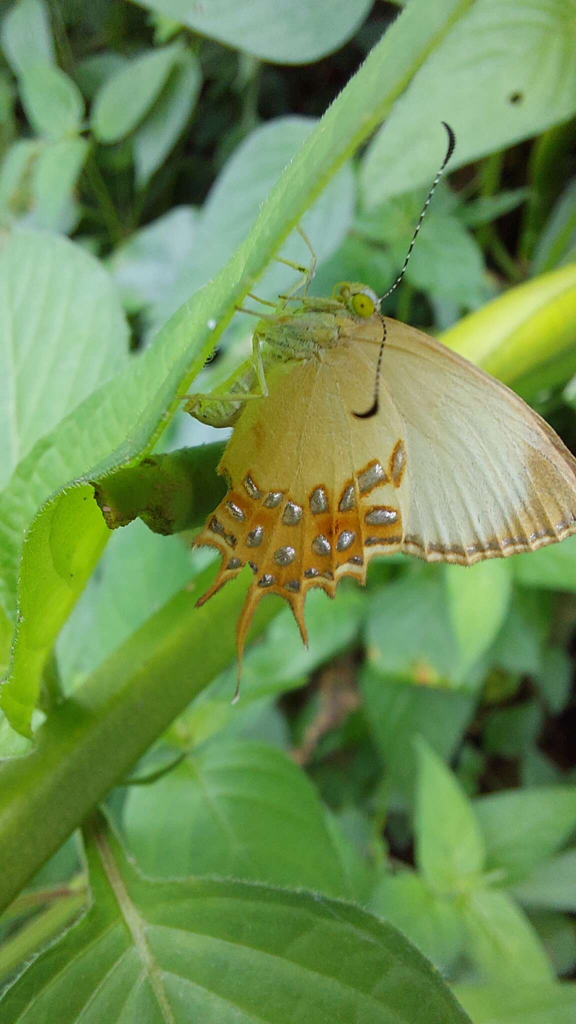 Image of Helicopis cupido Linnaeus 1758