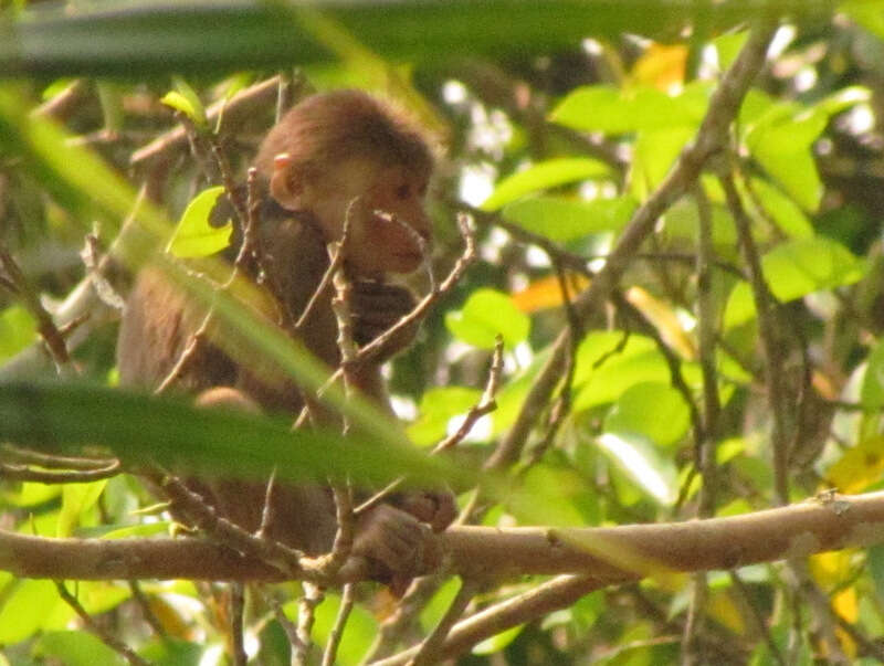 Image of Bear Macaque