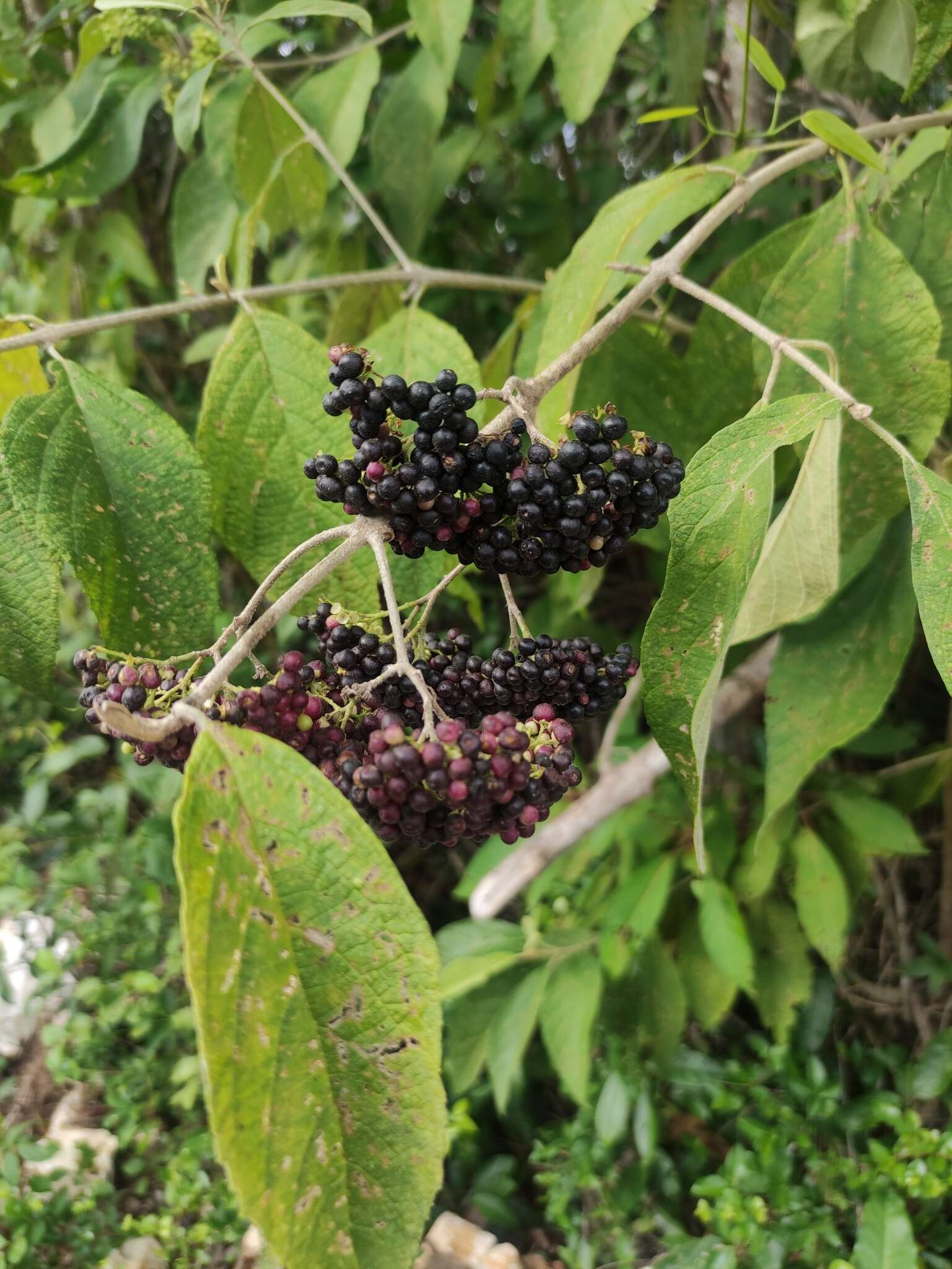 صورة Callicarpa acuminata Kunth