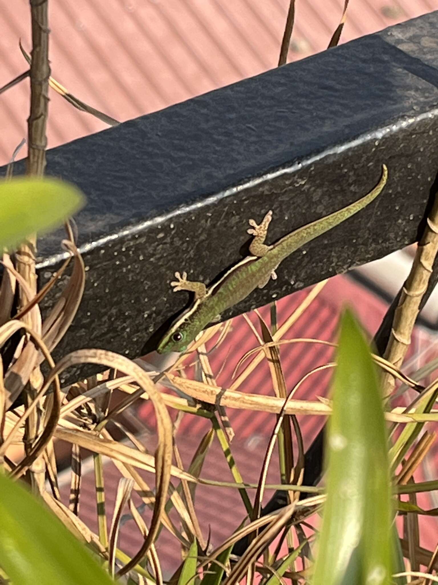 Plancia ëd Phelsuma lineata elanthana Krüger 1996