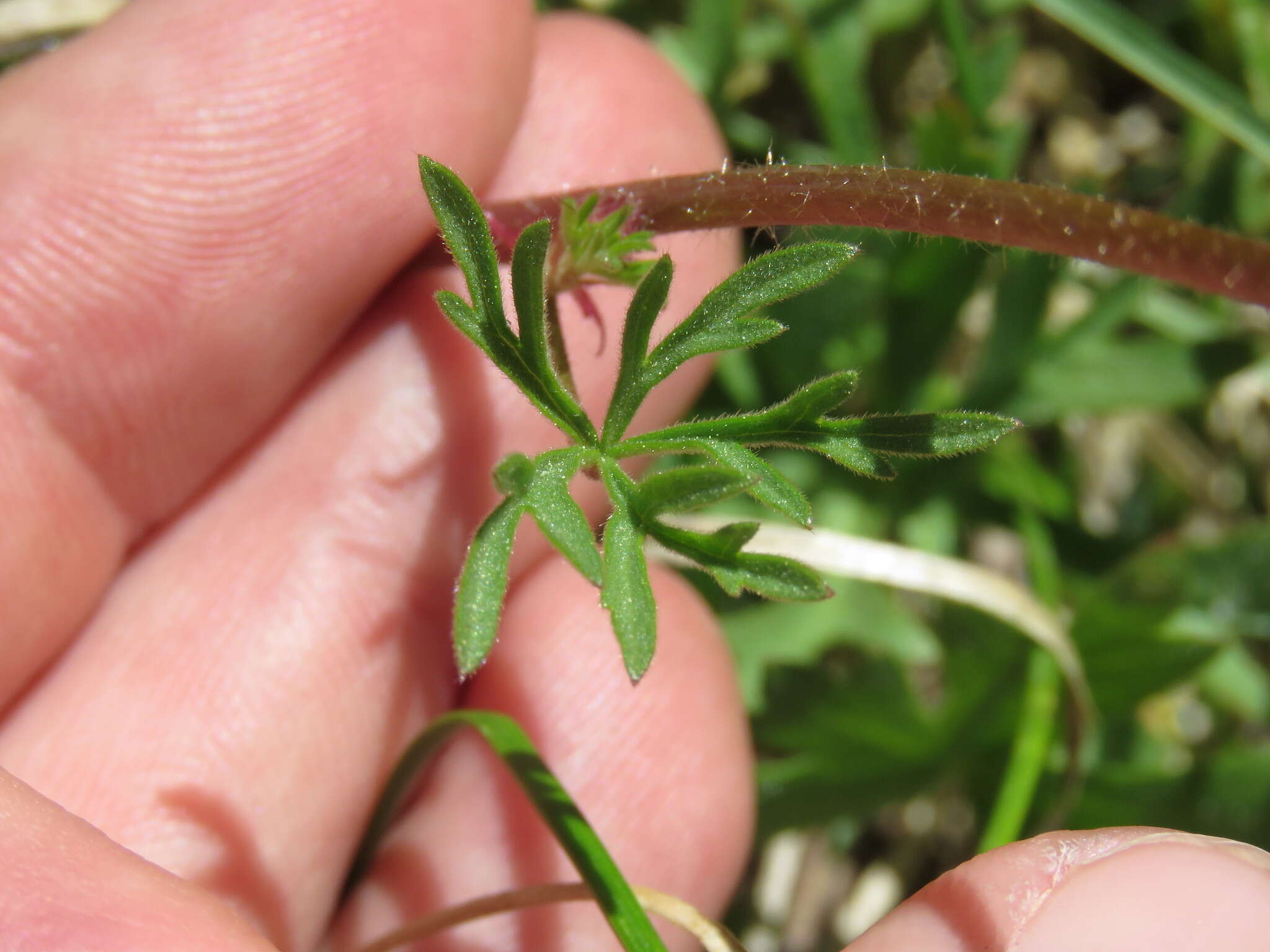 Image of birdfoot checkerbloom