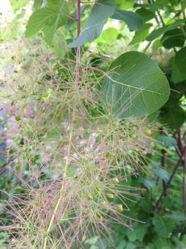 Image of European smoketree