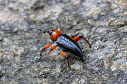 Image of Lasiocnemoides ruficollis Boheman 1834