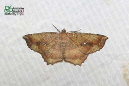 Image of Xerodes ypsaria Guenée 1858