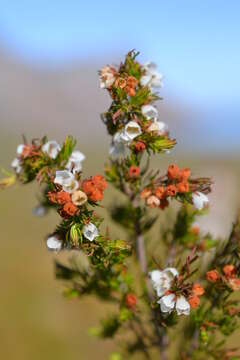 Image of Erica distorta Bartl.