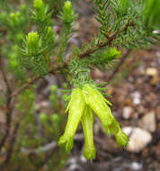 Image of Erica unicolor subsp. unicolor