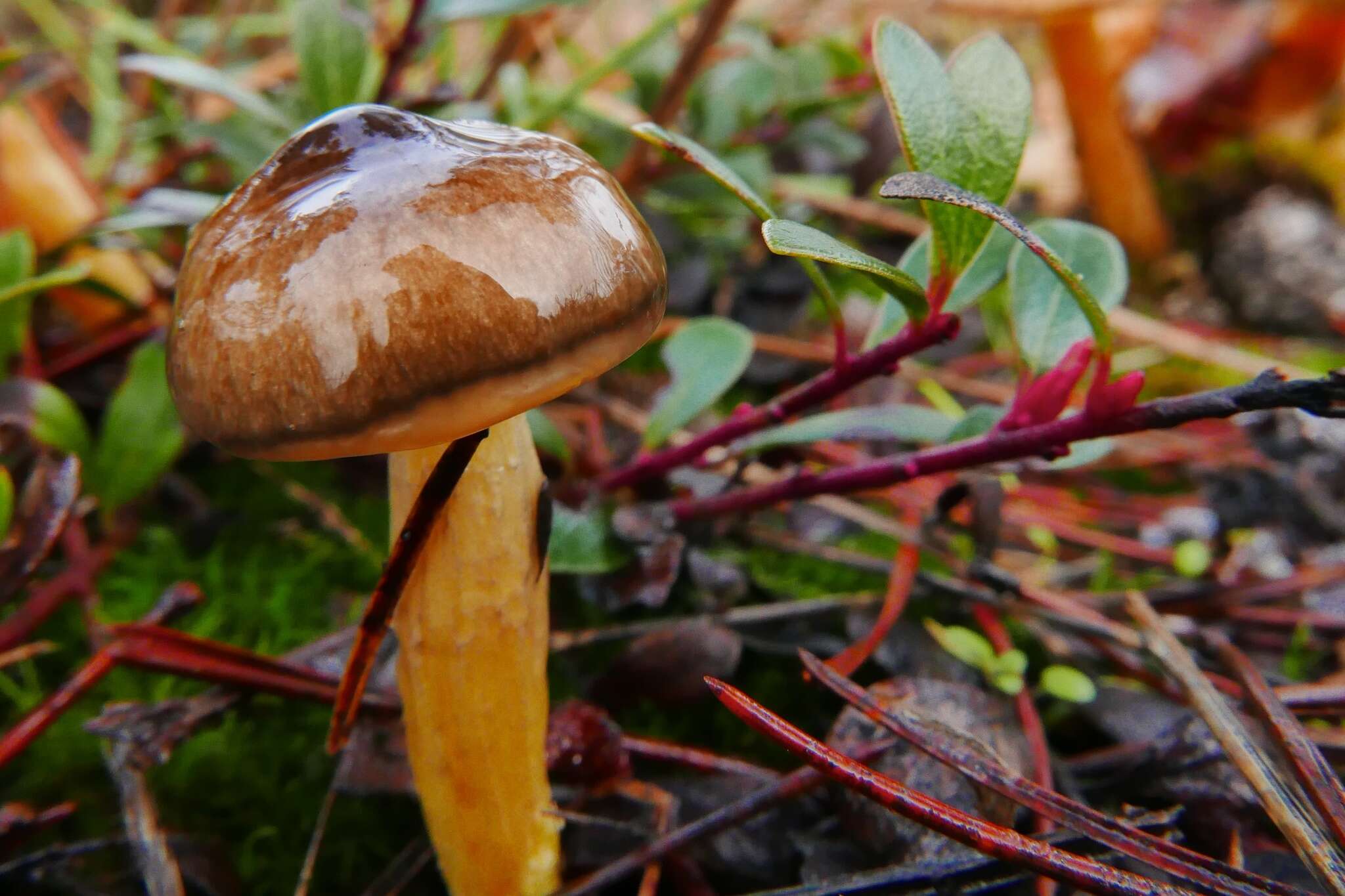 Image of Hygrophorus siccipes A. H. Sm. & Hesler 1954