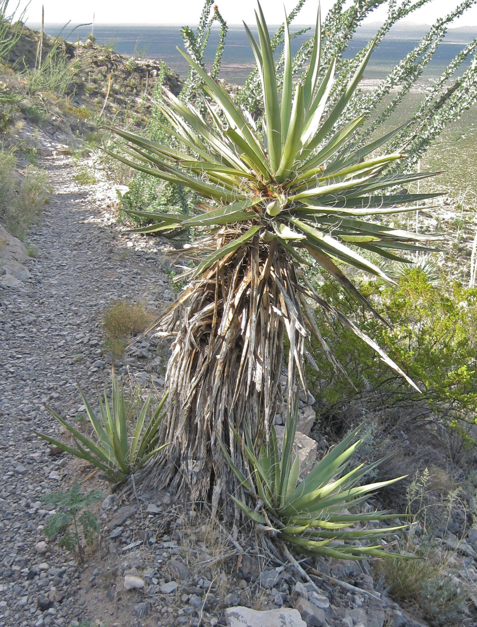 Imagem de Yucca baccata Torr.