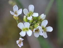 Image of Kamchatka rockcress