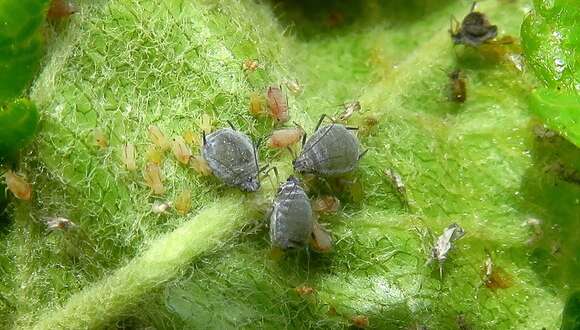 Image of Aphid