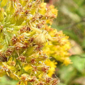 Image of Northern Crab Spider