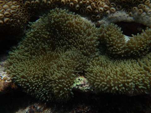 Image of Atlantic carpet anemone