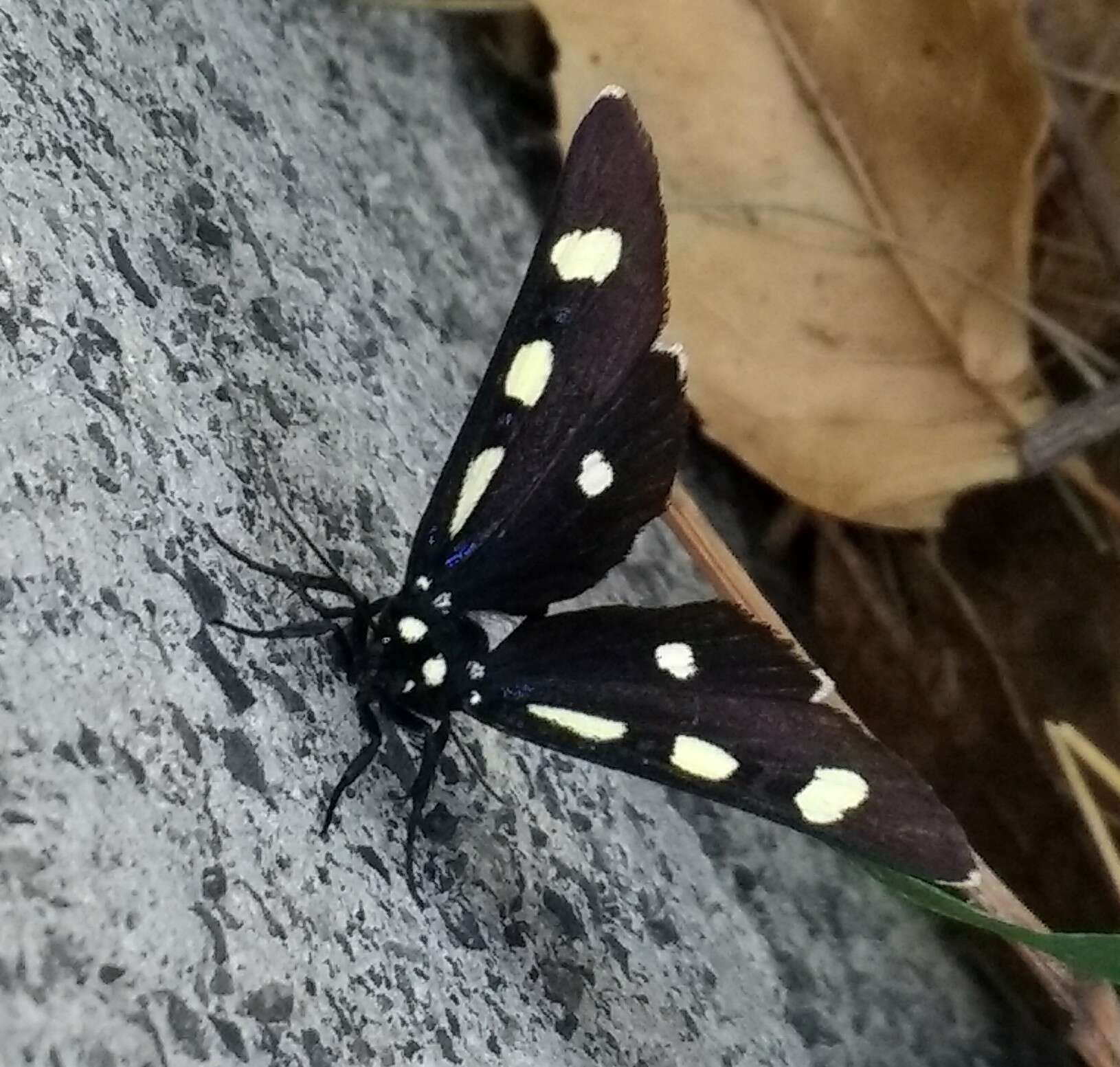 Image of Two-spotted Forester