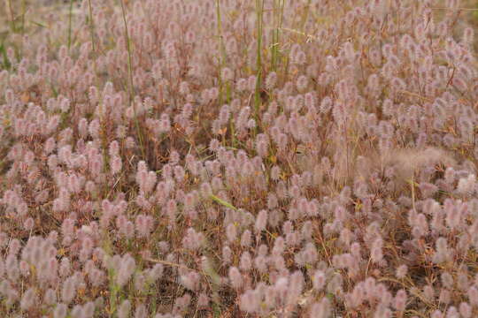 Image of Trifolium arvense var. arvense