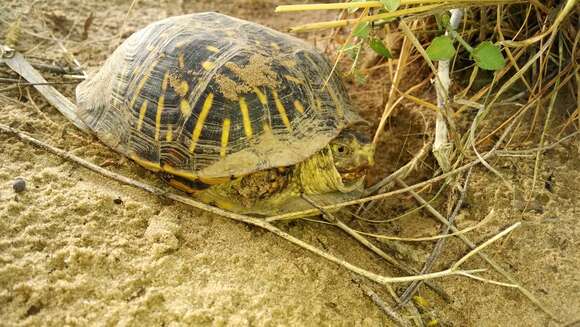 Plancia ëd Terrapene ornata ornata (Agassiz 1857)