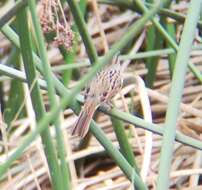 Image of Melospiza melodia heermanni Baird & SF 1858