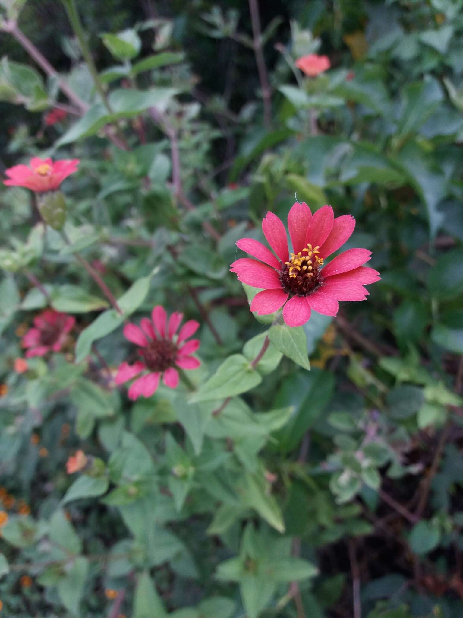 Image of Peruvian zinnia