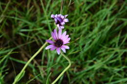 Image de Dimorphotheca spectabilis Schltr.