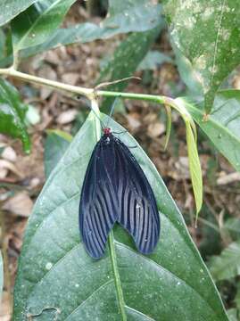 Image of Gynautocera papilionaria Guérin-Meneville 1831