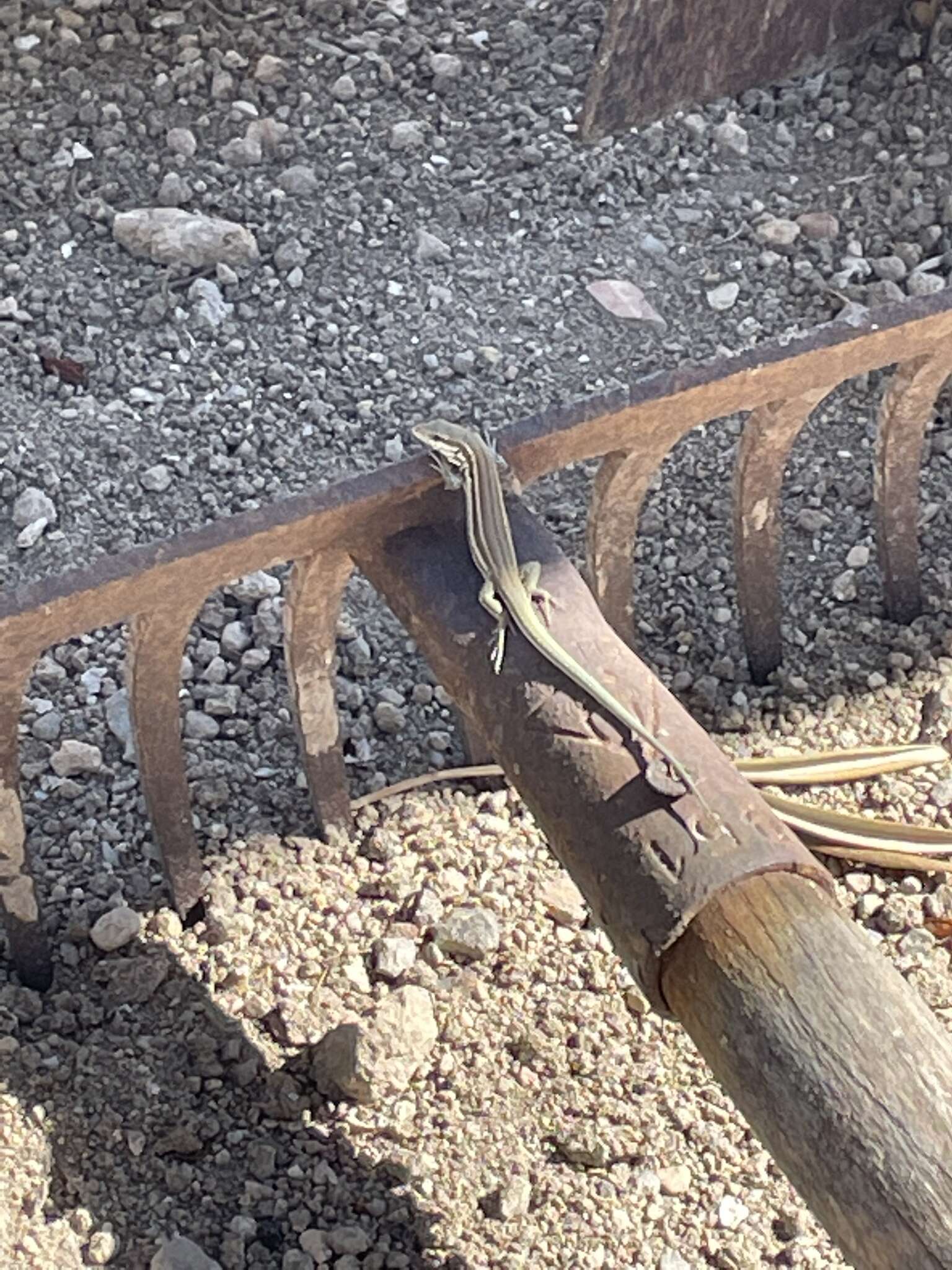 Image of Miles Wall Lizard