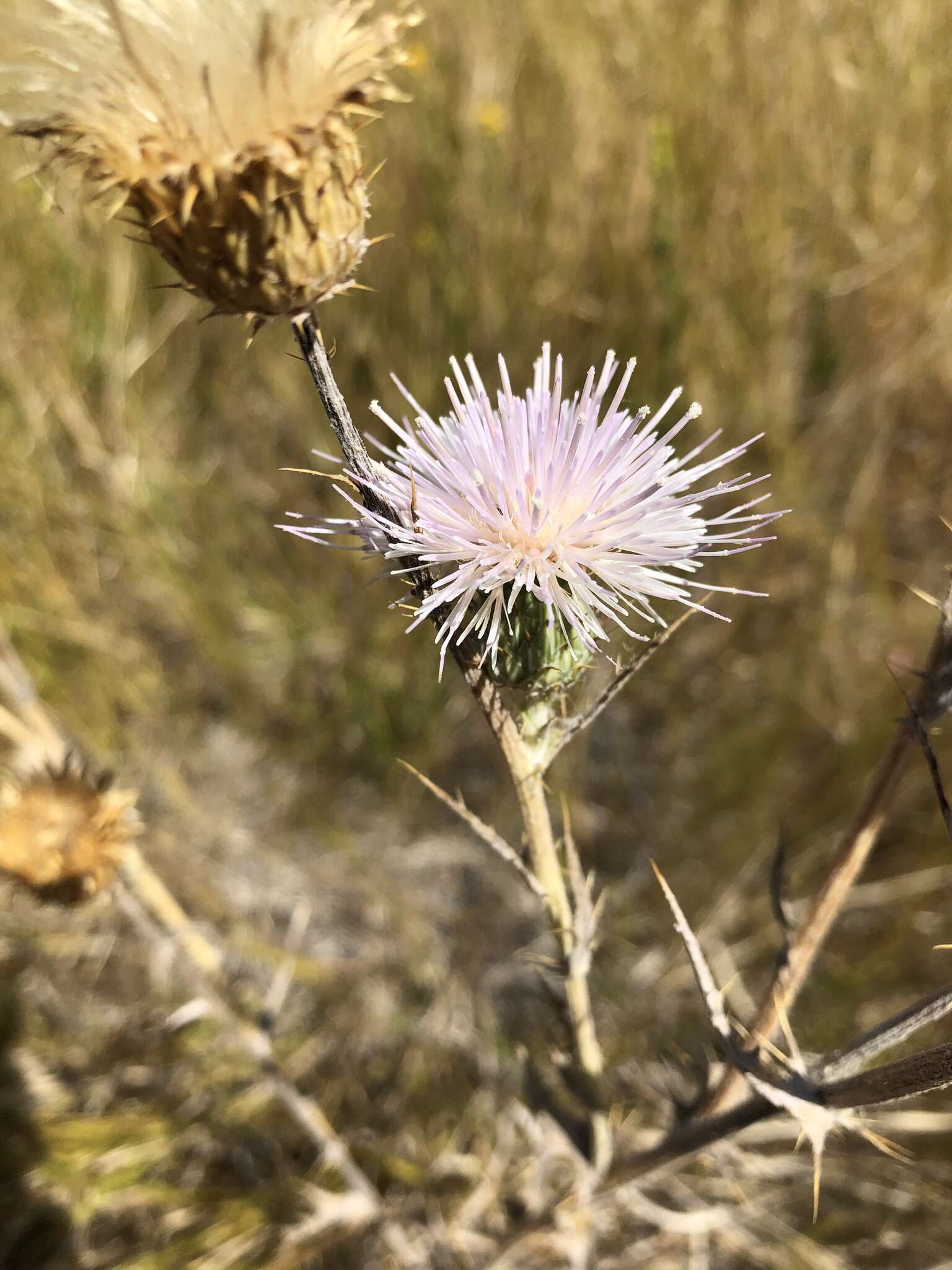 Plancia ëd Cirsium mohavense (Greene) Petr.