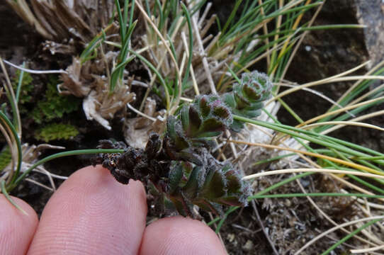 Image of Veronica spectabilis (Garn.-Jones) Garn.-Jones