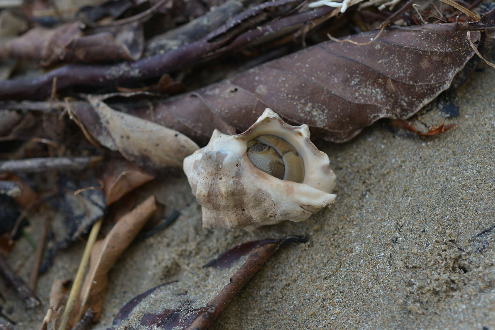 Image of humped rock shell