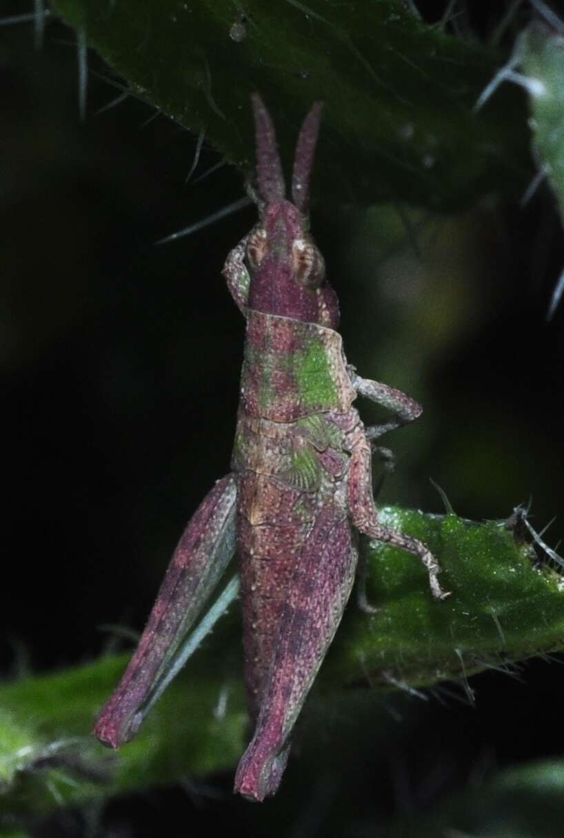 Plancia ëd Pyrgomorpha (Pyrgomorpha) conica subsp. conica (Olivier & G. A. 1791)