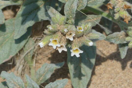 Image of Heliotropium tubulosum E. Mey. ex DC.