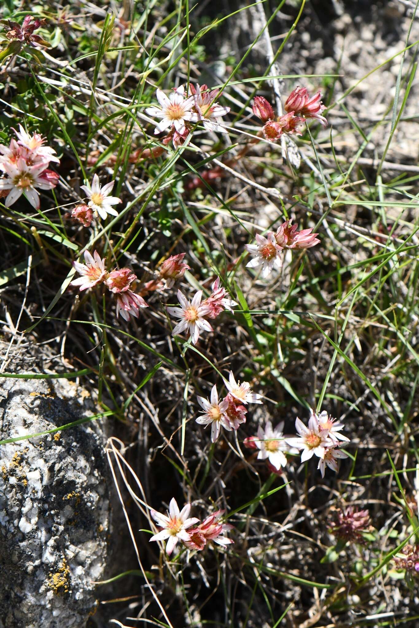 Rosularia alpestris subsp. alpestris resmi