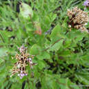 Image of Acourtia humboldtii (Less.) B. L. Turner