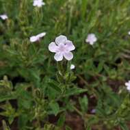 Image of Priva grandiflora (Ortega) Moldenke