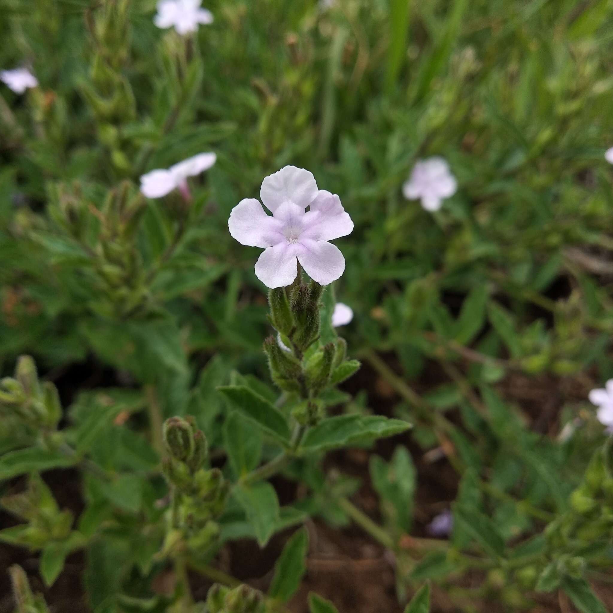 Image of Priva grandiflora (Ortega) Moldenke