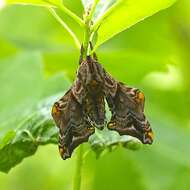 Image of Small-eyed Sphinx